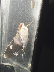 Melipotis fasciolaris