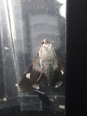 Melipotis fasciolaris