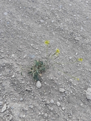 Brassica elongata