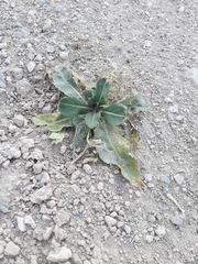 Brassica elongata