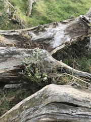 Olearia traversiorum