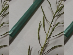 Brassica elongata