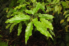 Itea parviflora