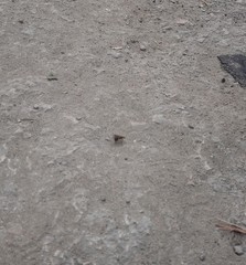 Formicidae