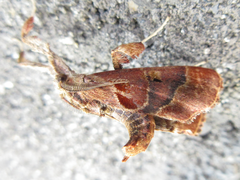 Sacada approximans