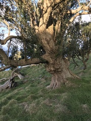 Olearia traversiorum