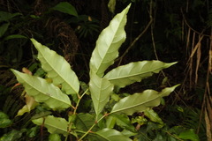 Itea parviflora