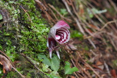 Corybas taliensis