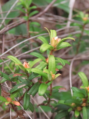 Hibbertia bracteata