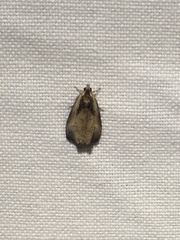 Olethreutes punctanum