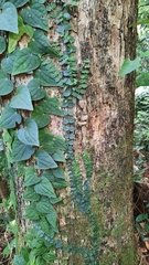 Psychotria serpens