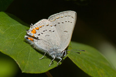 Satyrium californica