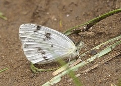 Colotis