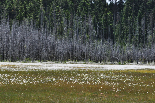 Eriophorum gracile iNat (3)