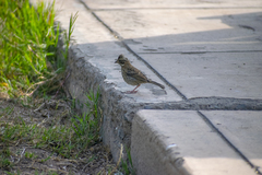 Zonotrichia capensis