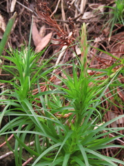Dracophyllum secundum