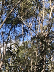 Calyptorhynchus lathami