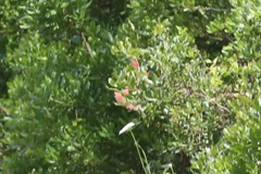 Cardinalis cardinalis cardinalis