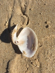 Austromactra rufescens