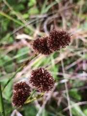 Juncus bolanderi