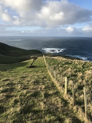Olearia traversiorum