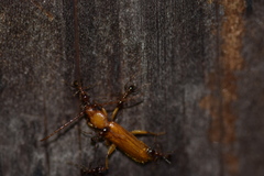 Smodicum cucujiforme