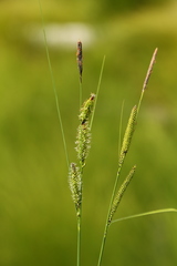 Carex kelloggii
