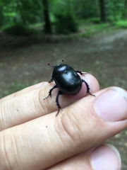 Geotrupes stercorarius