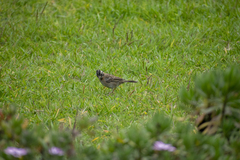 Zonotrichia capensis