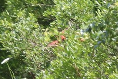 Cardinalis cardinalis cardinalis