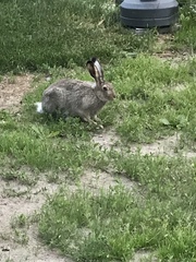 Lepus townsendii