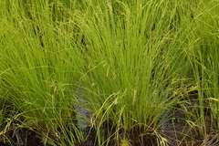Carex kelloggii
