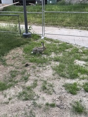 Lepus townsendii