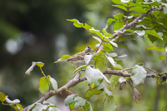 Zonotrichia capensis