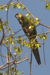 Primolius auricollis