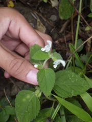 Leucas decemdentata