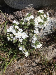 Phlox hoodii