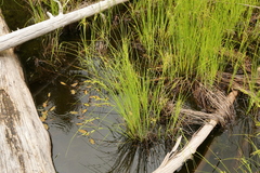 Carex kelloggii