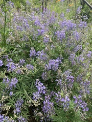 Lupinus angustifolius