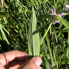 Stachys pilosa