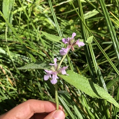 Stachys pilosa