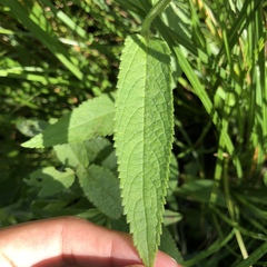 Stachys pilosa