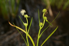 Sparganium natans