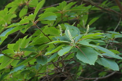 Clethra barbinervis