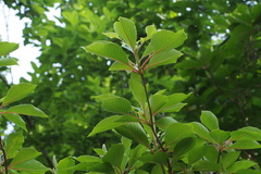 Clethra barbinervis