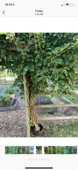 Actinidiaceae