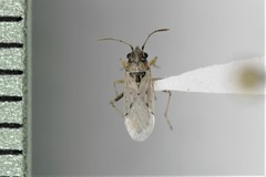 Nysius raphanus