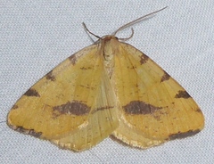 Macaria occiduaria