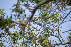 Conirostrum cinereum