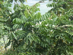 Pometia pinnata